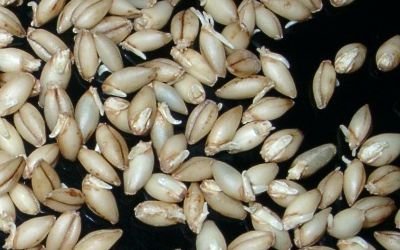 Gerstenkrner mit Keimen
