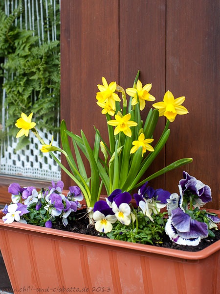 Frühlingsblumen im Kasten