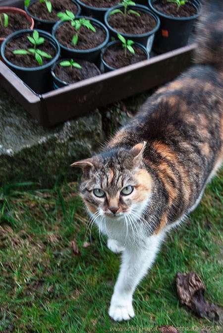 Tomaten pikieren mit Helferkatze