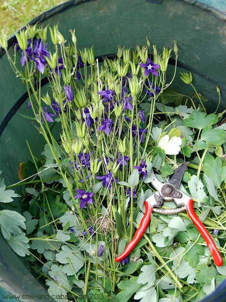 Ende der Akeleiblüte