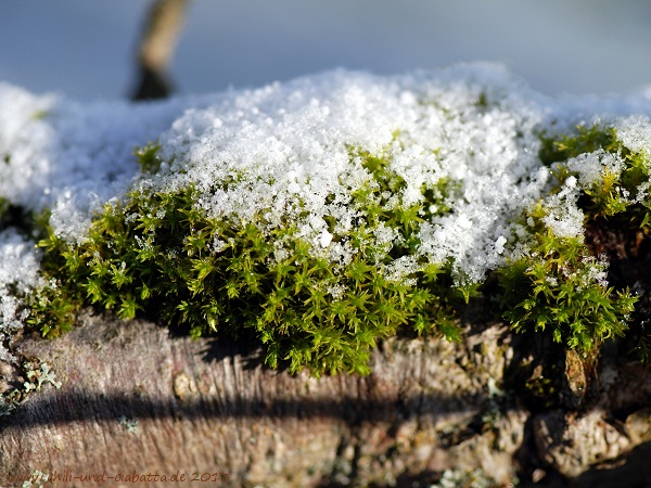 Sonne-Schnee