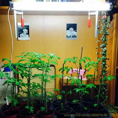 Tomaten unter der Tageslichtlampe