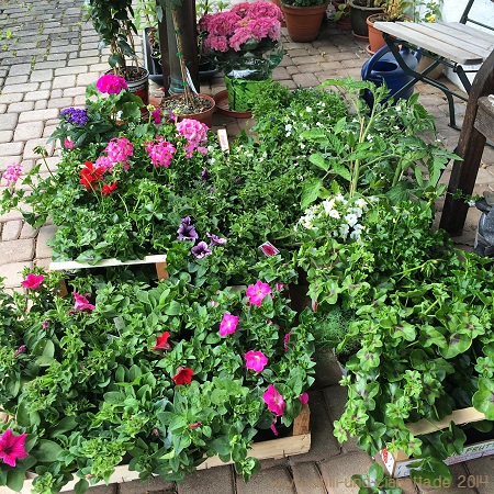 Balkonblumen