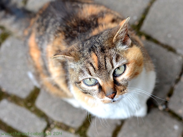 Katze