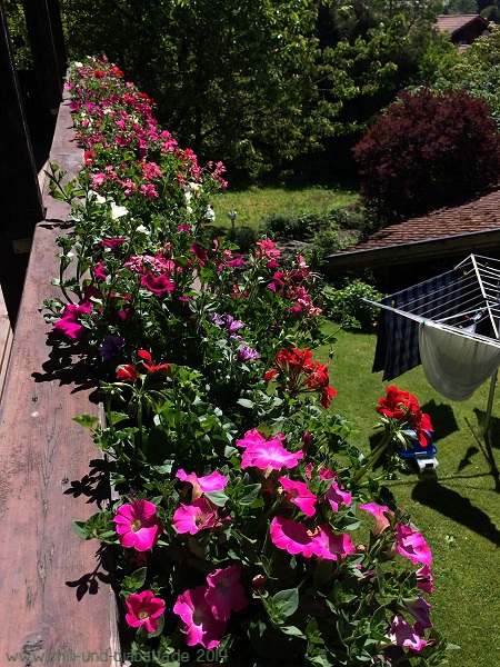 Balkonblumen