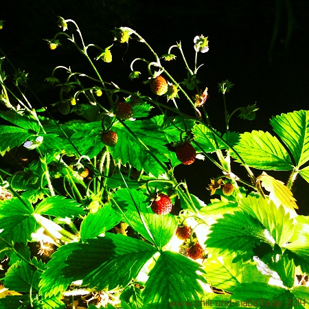 Walderdbeeren