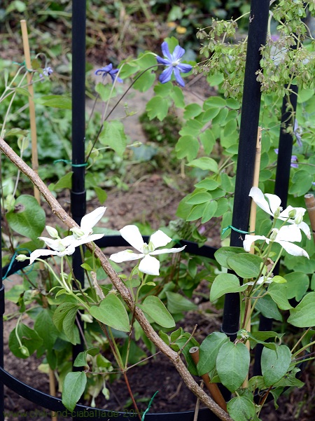 neue Clematis