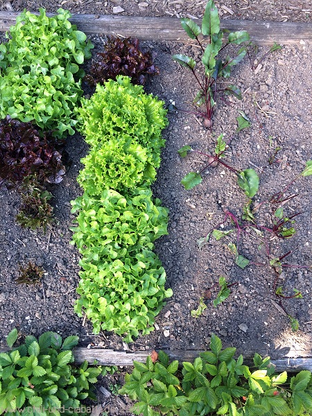 Salat
