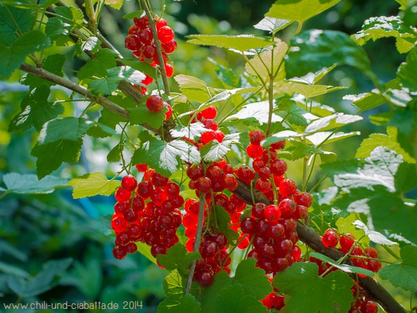 rote Johannisbeereb