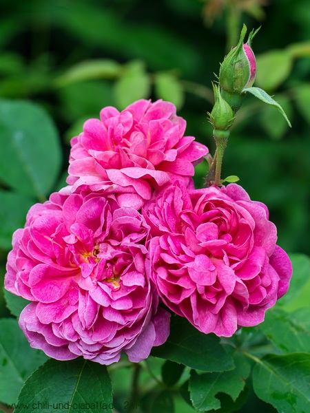 Rose The Countryman