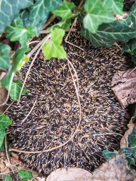 Igel