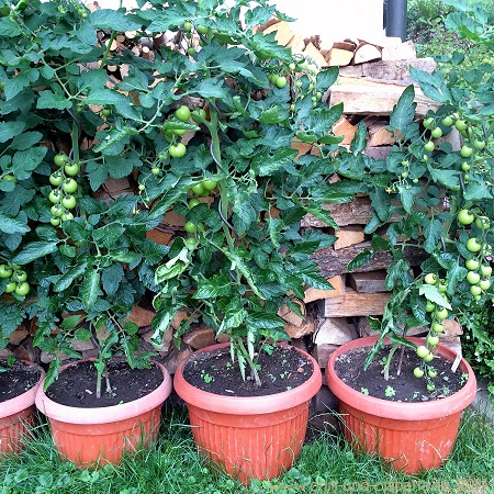 Tomaten