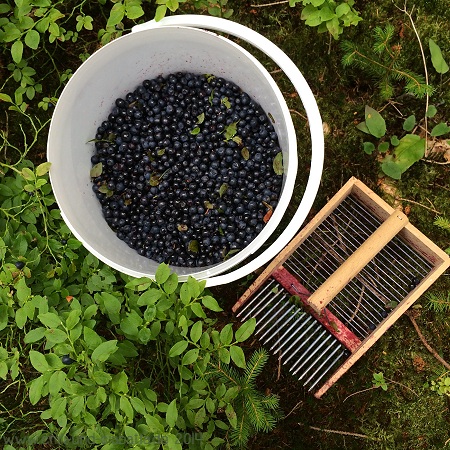 Heidelbeeren