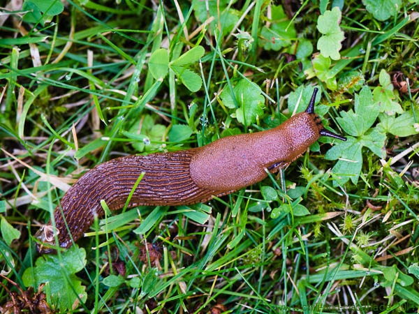 Nacktschnecke