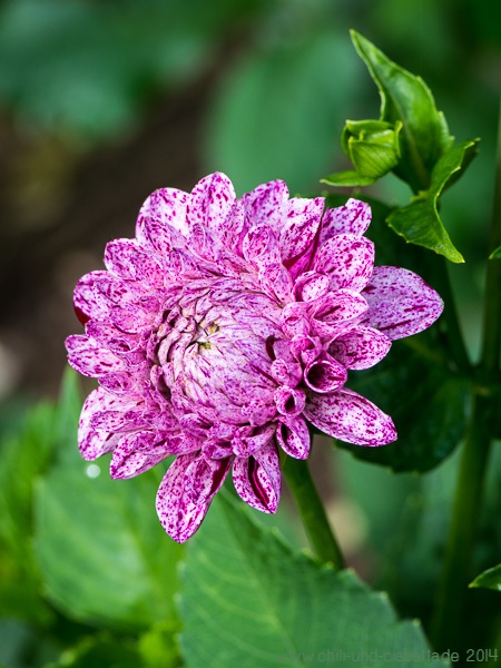 Dahlie