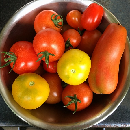Tomatenernte