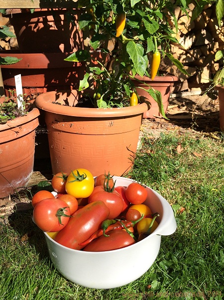 Tomaten vor Chilis