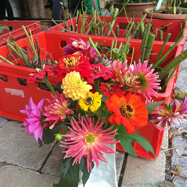 Dahlien augebuddelt