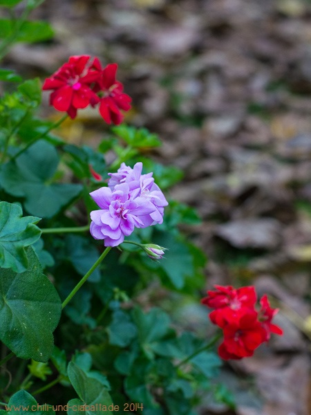 die letzten Geranienblüten