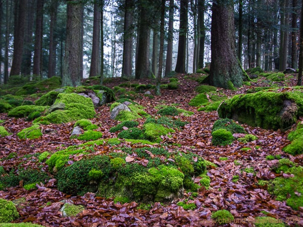 Moos im Wald