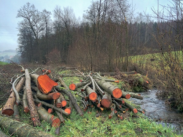 Gefällte Erlen am Nussbach