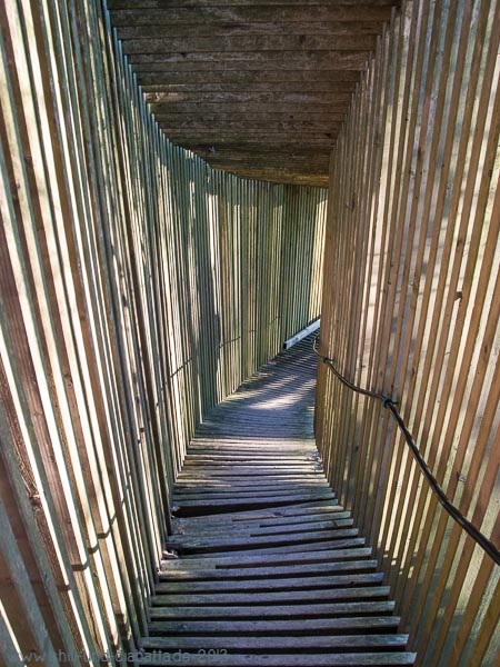 Licht-Schatten-Tunnel im Zauberwald