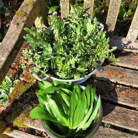 Löwenzahn und Bärlauch