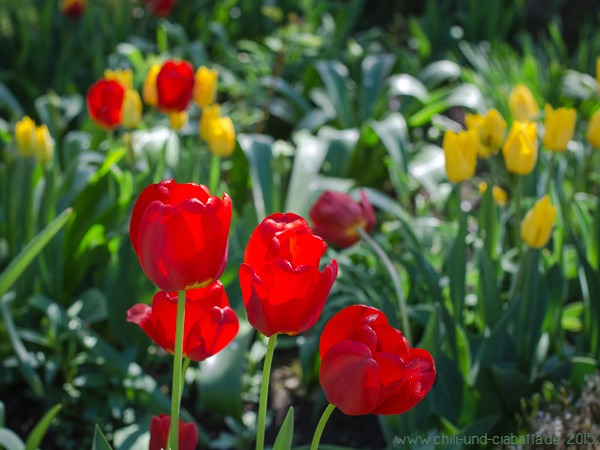 Tulpen