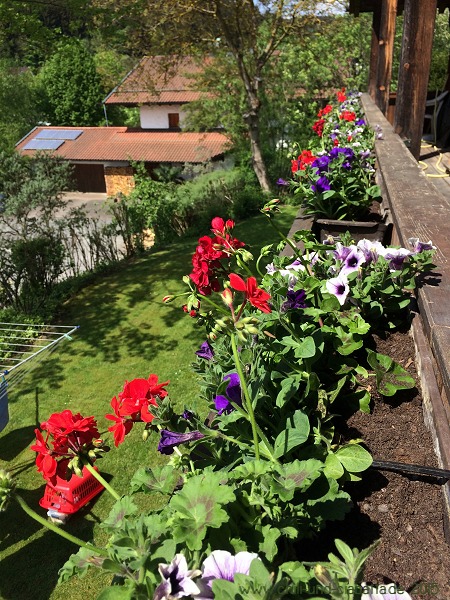 Balkonblumen