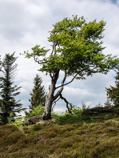 "Baum