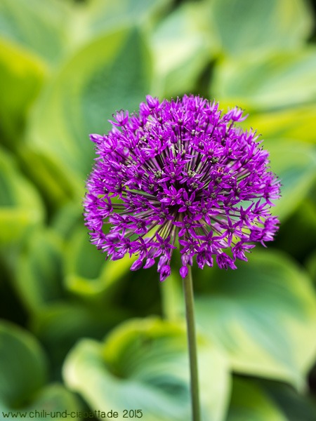 Zierlauch vor Hosta