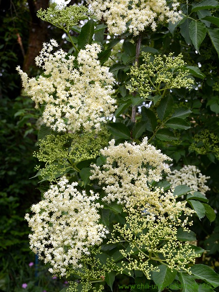 Holunderblüte