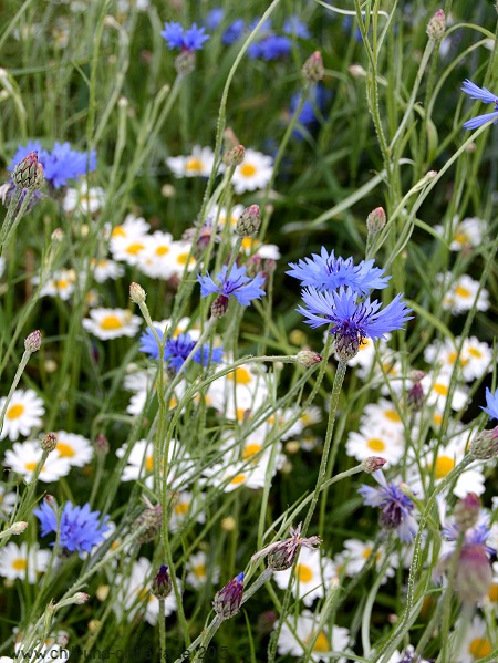 Kornblumen