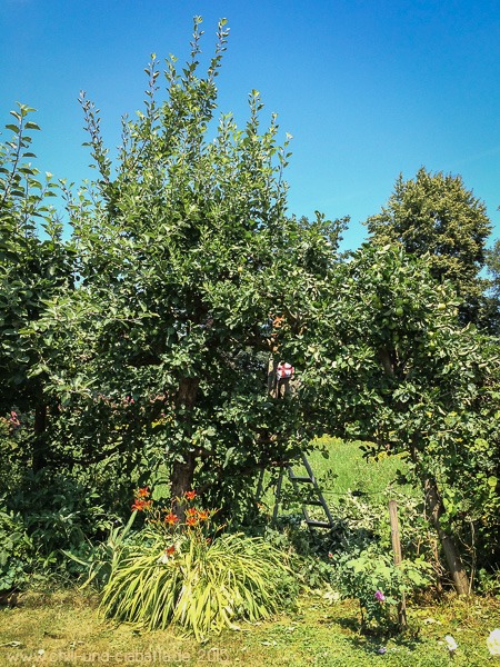 Apfelbäume schneiden