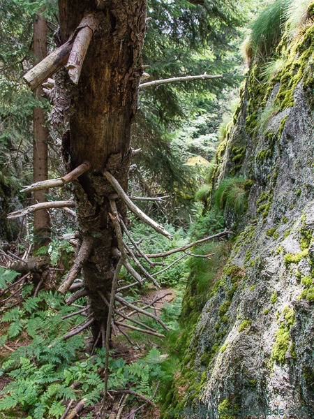 Hörndl Wilder Wald