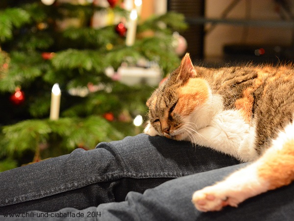 Katze vor Weihnachtsbaum