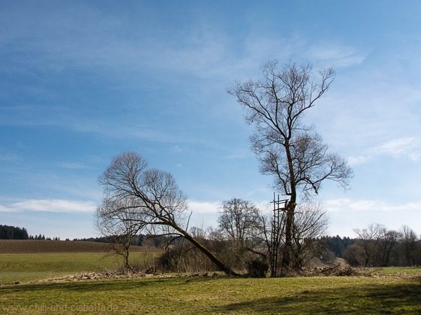 in den Teisnachauen