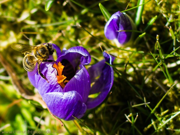Krokus mit Biene