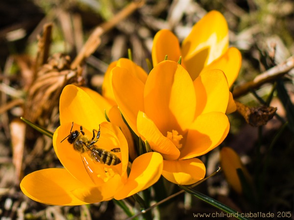 Krokus mit Biene