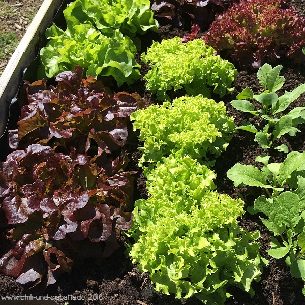 Salat im Hochbeet