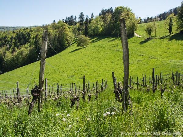 Weinberge