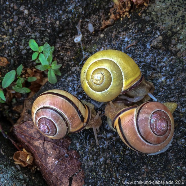 Schnecken-Meeting