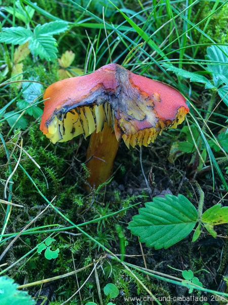 kegeliger Saftling?