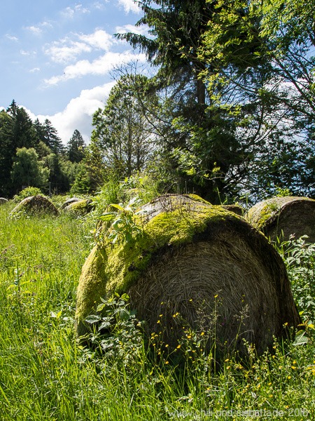 Bewachsene Heuballen