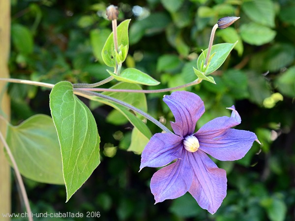 blaue Clematis