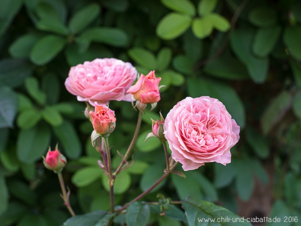 Rose Leander