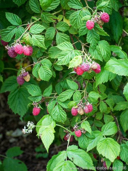 Himbeeren