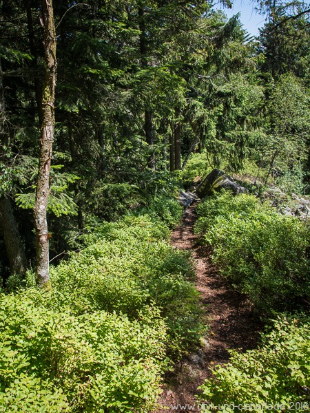 Weg durch Heidelbeeren