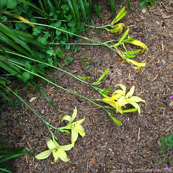 Hemerocallis am Boden