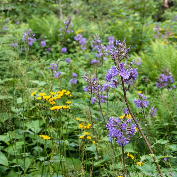 blaue Blumen